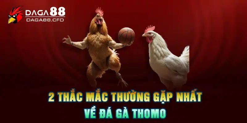 2 thắc mắc thường gặp nhất về đá gà thomo