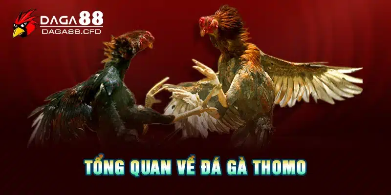 Tổng quan về đá gà thomo